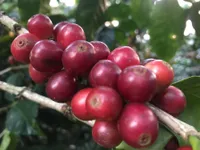 Cerezas de café maduras en la rama
