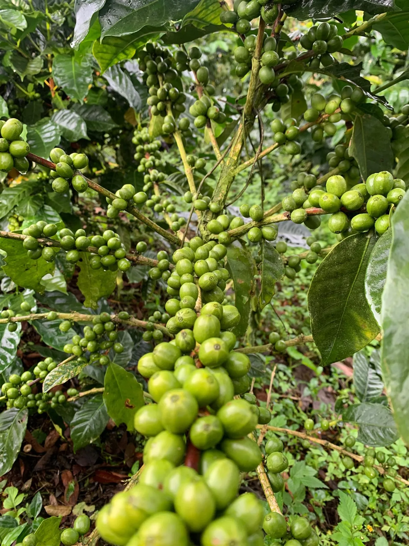 Cerezas verdes madurando en la rama